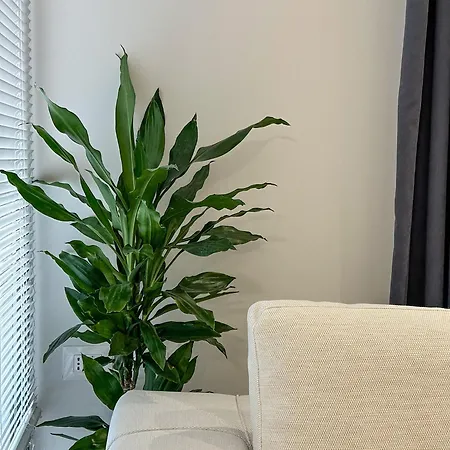 Apartment Manier